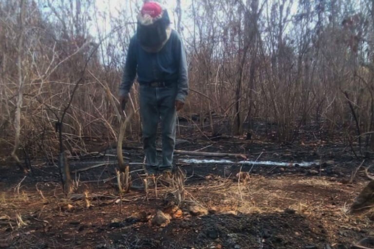 Afectados piden apoyo para recuperar apiarios consumidos en incendio  entre Campeche y Quintana Roo