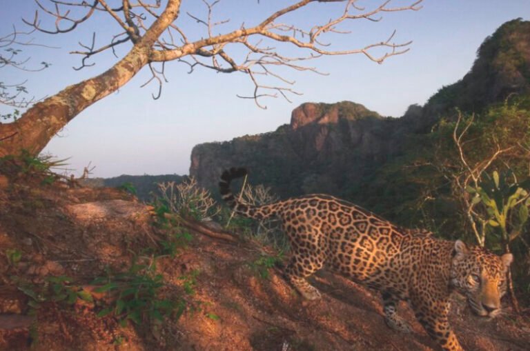 Mueren al menos siete jaguares al año por atropellamiento en la Reserva de la Biósfera de Calakmul
