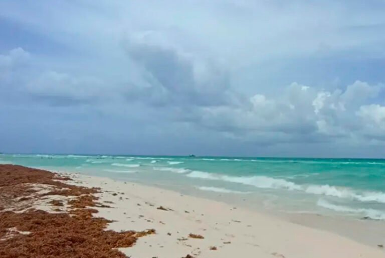 Sargazo disminuye en playas de Cancún