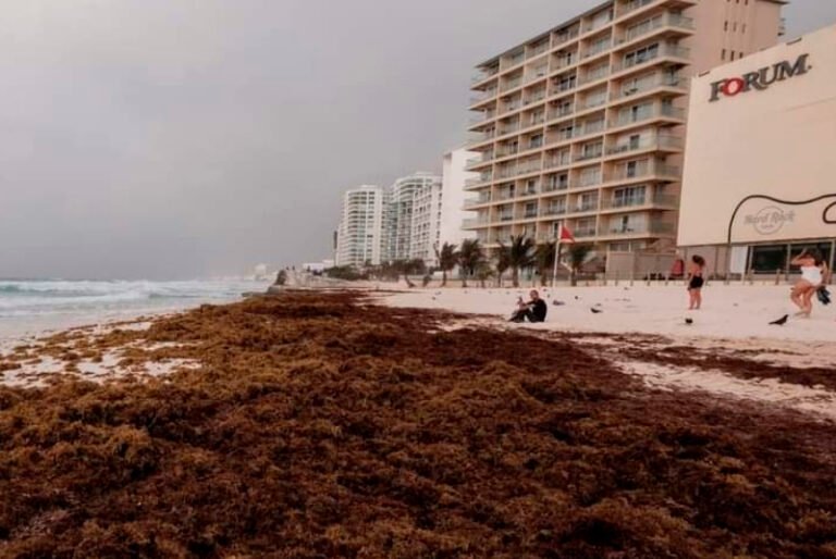 Recales de sargazo aumentan en playas de Quintana Roo