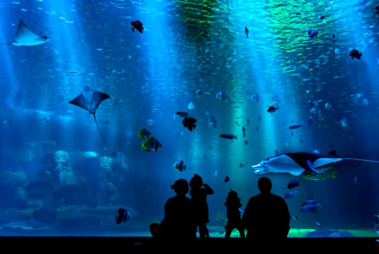 Abrirán acuario en CDMX, será el más grande de América Latina