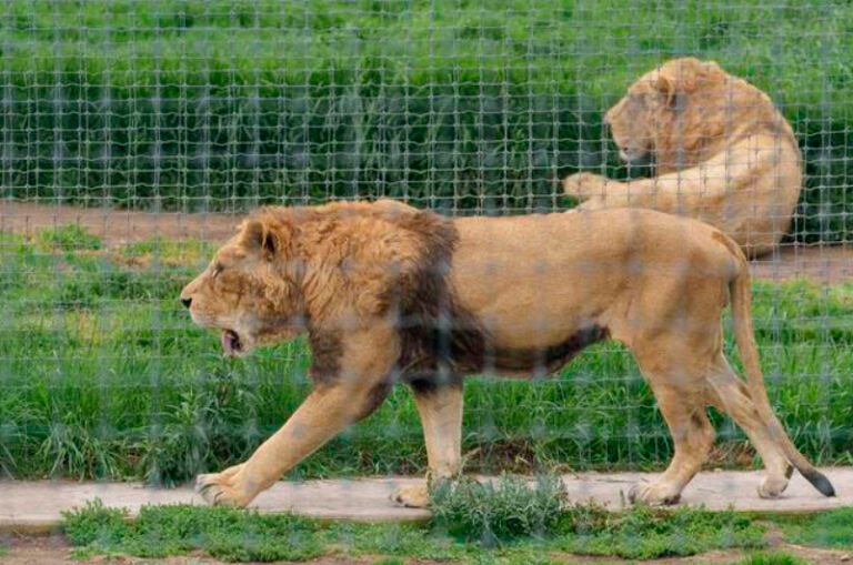 Zoológico de Chapultepec recibió a ocho de los felinos rescatados en el Ajusco