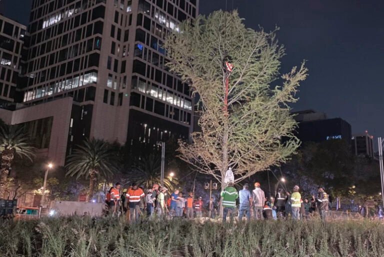 Plantan Ahuehuete en la glorieta de Paseo de la Reforma, le dicen adiós a la Palma