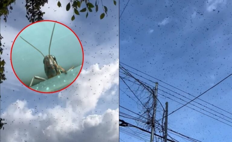 “Desafío agrícola en Yucatán: Fumigación intensiva para combatir plaga de langostas”