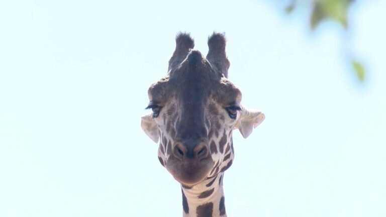“Resolución Pendiente: Ciudad Juárez en la Incertidumbre sobre el Futuro de Benito la Jirafa”
