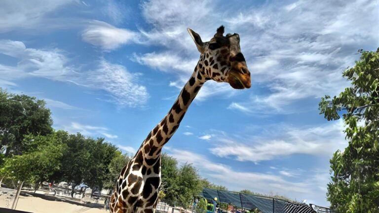 “Benito, la Jirafa Maltratada, Encuentra un Nuevo Hogar en Africam Safari de Puebla”
