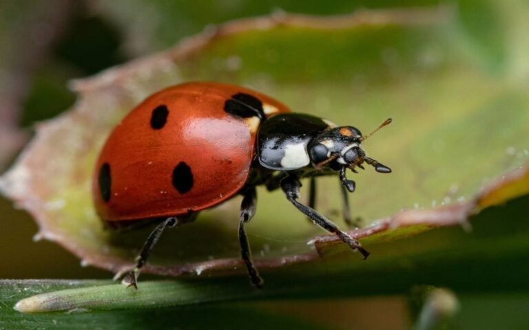 Laboratorio en Mocochá: Avances en el Uso de Mariquitas para Reducir Insecticidas y Proteger Cultivos