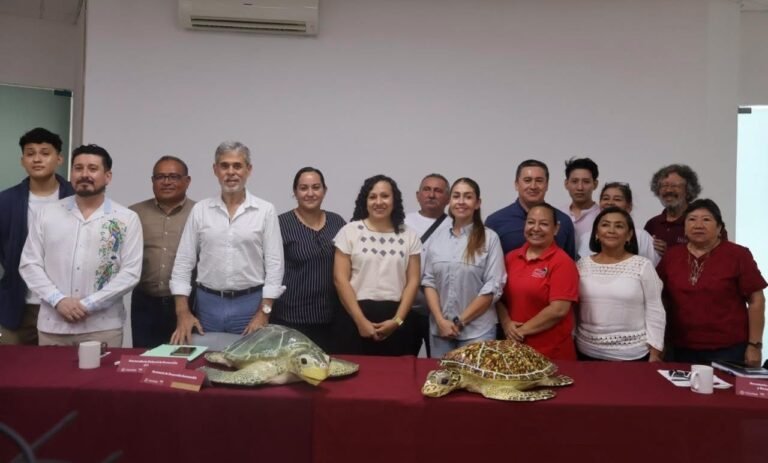 Yucatán fortalece protección de tortugas marinas: más de 12 campamentos operan en 279 kilómetros de costa