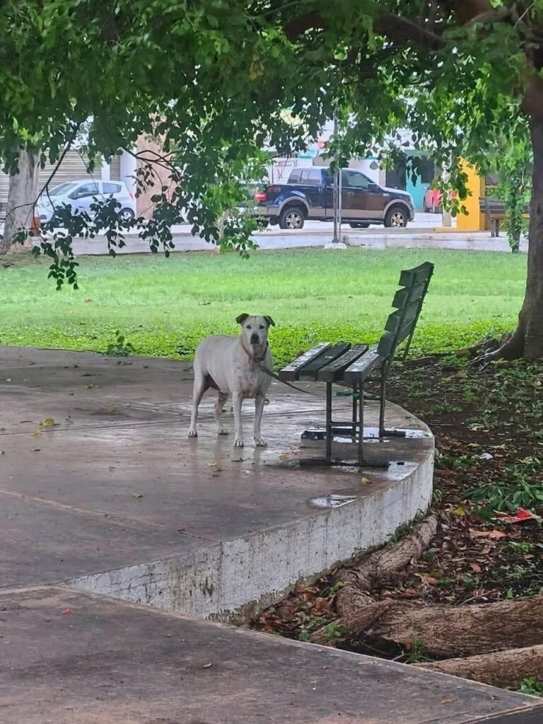 Crece preocupación en Francisco de Montejo tras hallar a perrita amarrada en parque