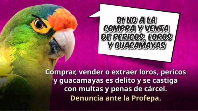 pericos