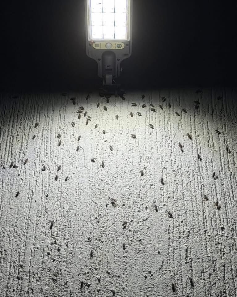 Extraña invasión de insectos sorprende a vecinos de Las Américas tras las lluvias
