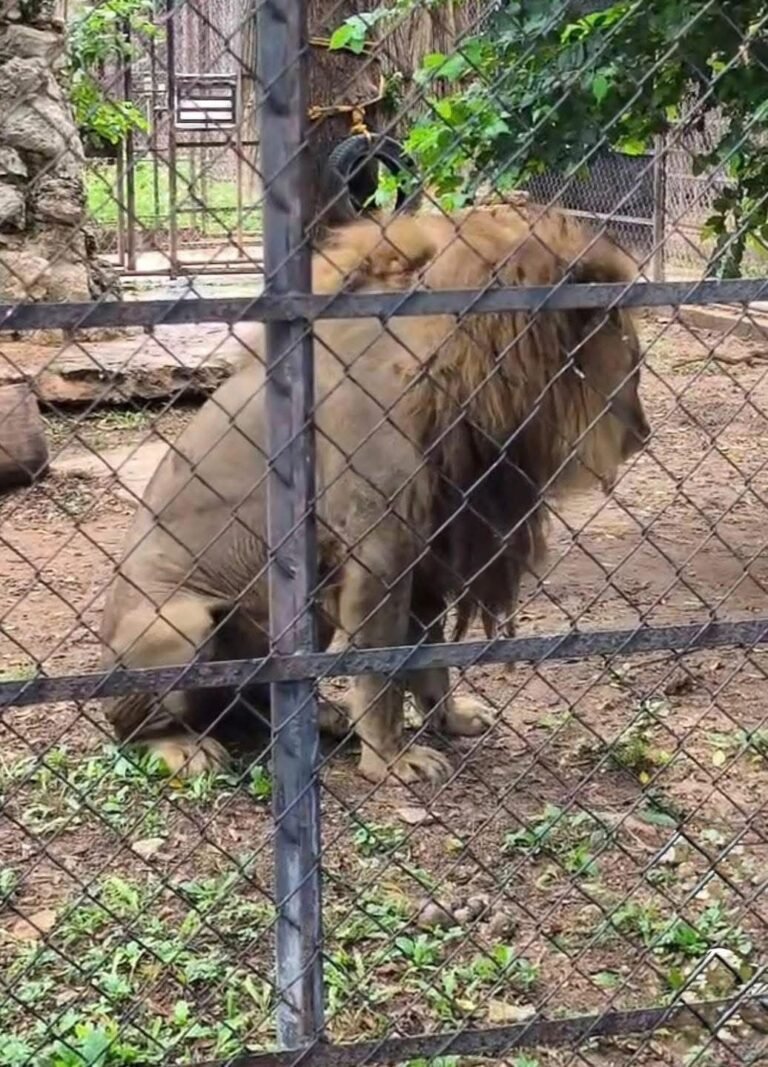 Zoológico Centenario descarta problemas de salud en león captado en video