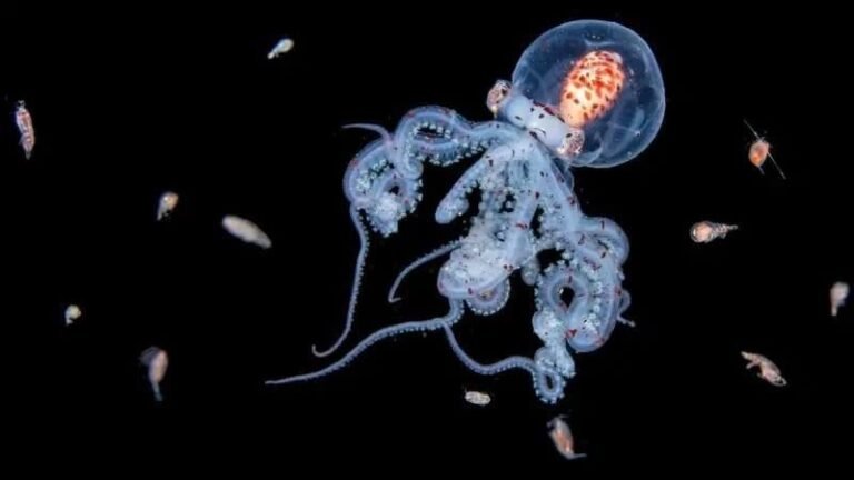 Entre la oscuridad del océano: la fotógrafa que revela un mundo oculto bajo las aguas