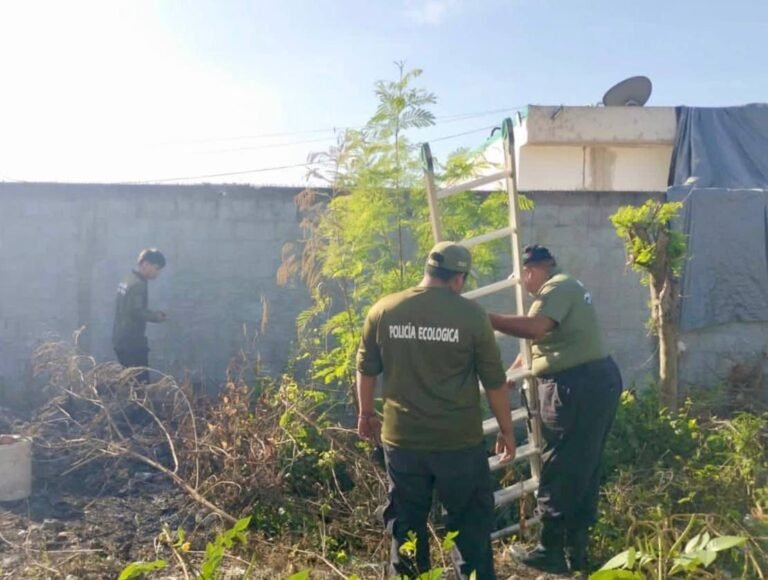 Rescatan a tres cachorros atrapados en un sumidero de Kanasín