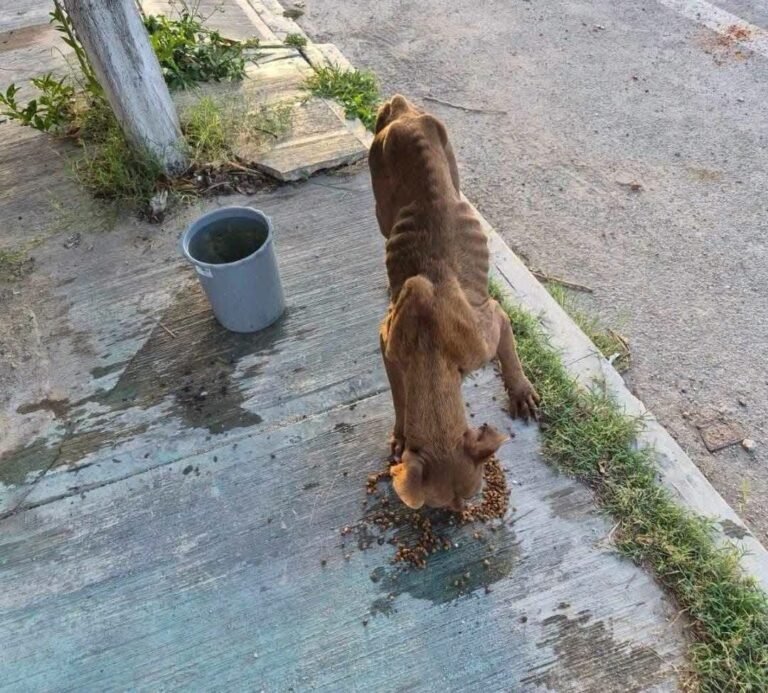 Vecinos de Sol Caucel buscan ayuda para perrita que deambula por las calles en busca de alimento