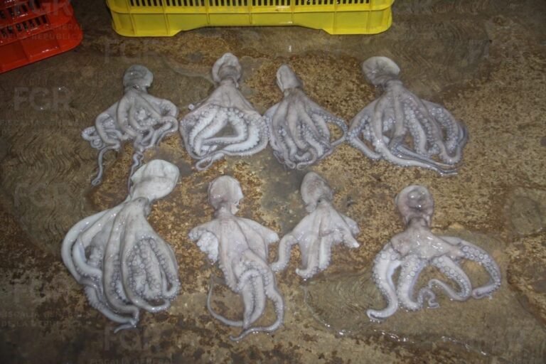 Más de 460 kilos de pulpo maya en veda derivan en proceso penal contra dos personas en Yucatán