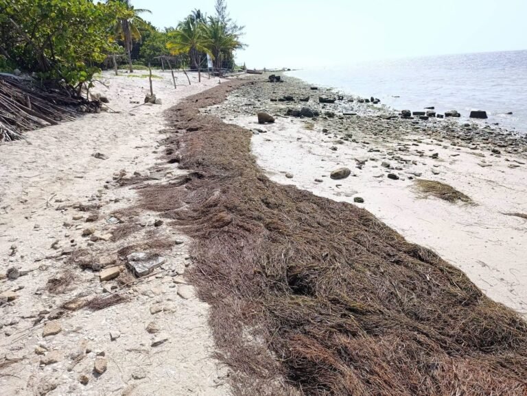 Comerciantes cuestionan falta de limpieza de sargazo en playas de San Crisanto al inicio del periodo vacacional