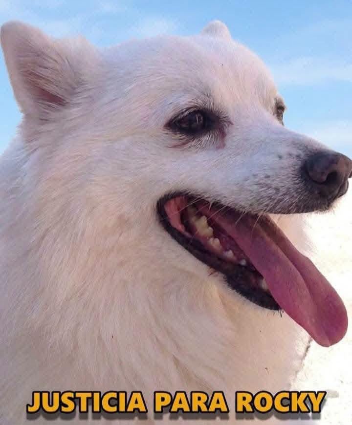 Rocky lucha por su vida tras ser presuntamente arrastrado por una camioneta en Saltillo; investigan caso de maltrato animal