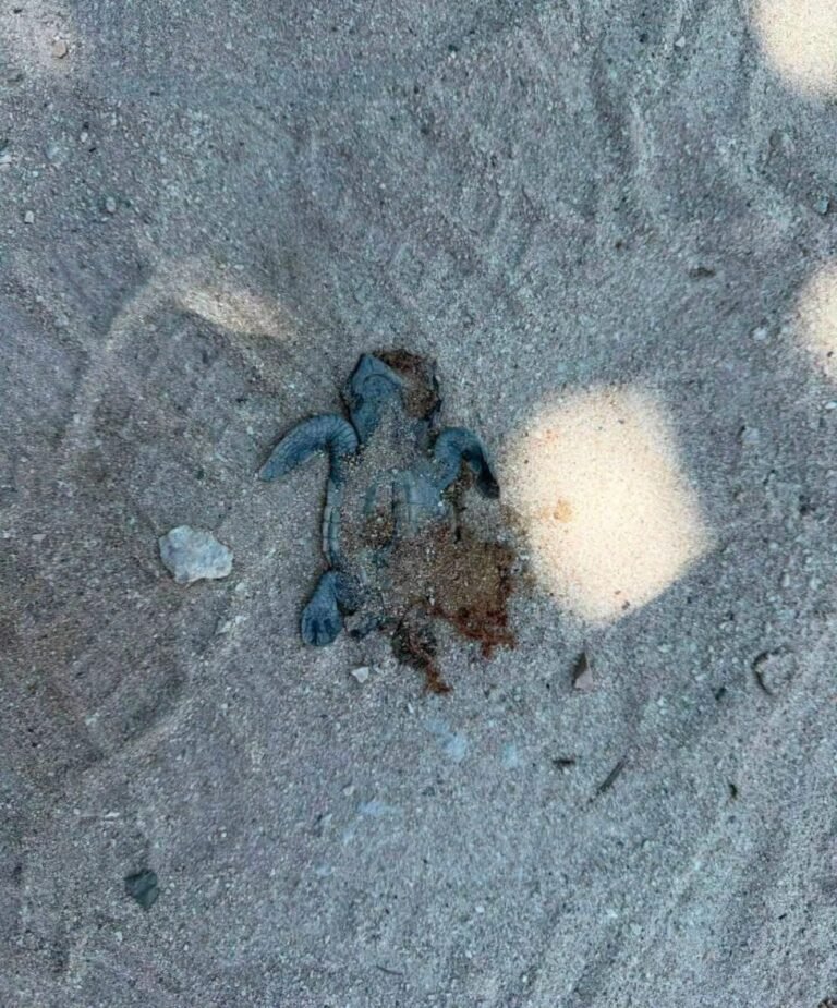 Indignación en Chuburná Puerto por muerte de tortugas; señalan a vehículos que circulan sobre la playa