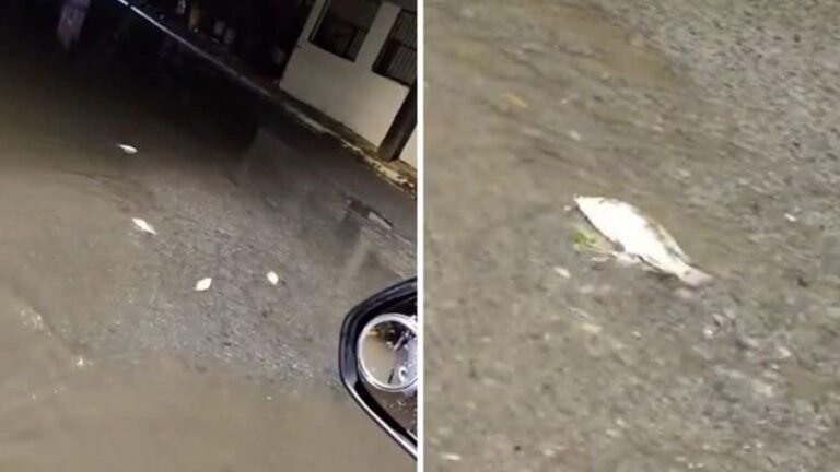 Tras fuerte lluvia, peces aparecen en calles de Hualahuises y sorprenden a vecinos